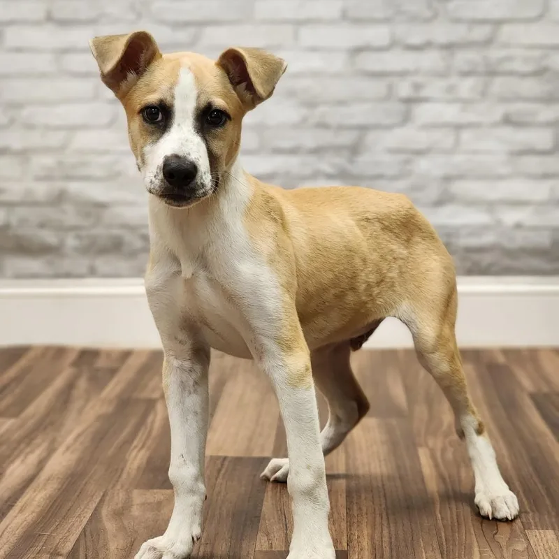A baby small-sized male White / Cream Terrier dog named Peter for adoption in Montgomery, AL