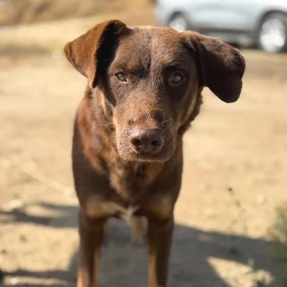 An adult medium-sized female Brown / Chocolate Mixed Breed dog named Paisley for adoption in San Francisco, CA