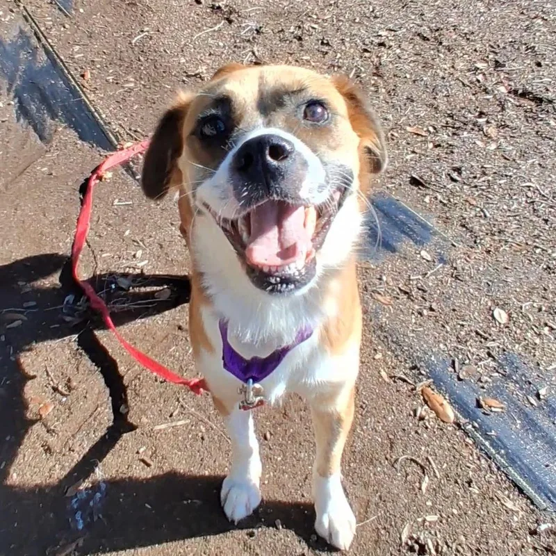 An adult medium-sized female Brown / Chocolate Mixed Breed dog named Golden for adoption in West Palm Beach, FL