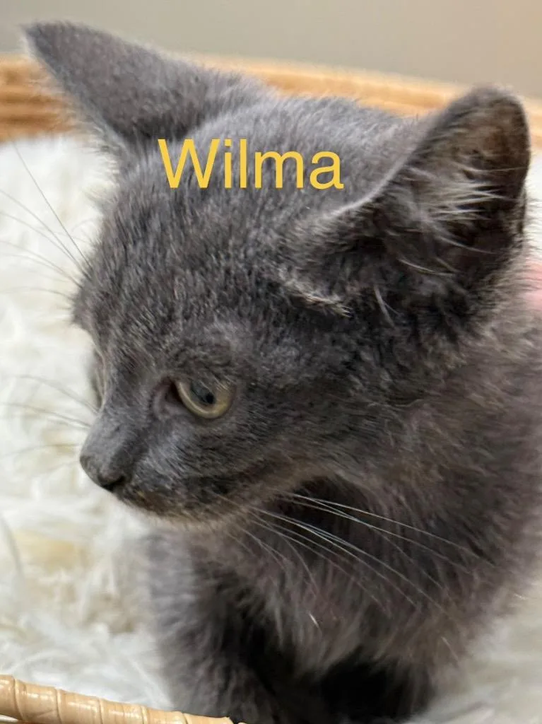 A baby small-sized female Domestic Short Hair cat named Wilma for adoption in Saint Francisville, LA