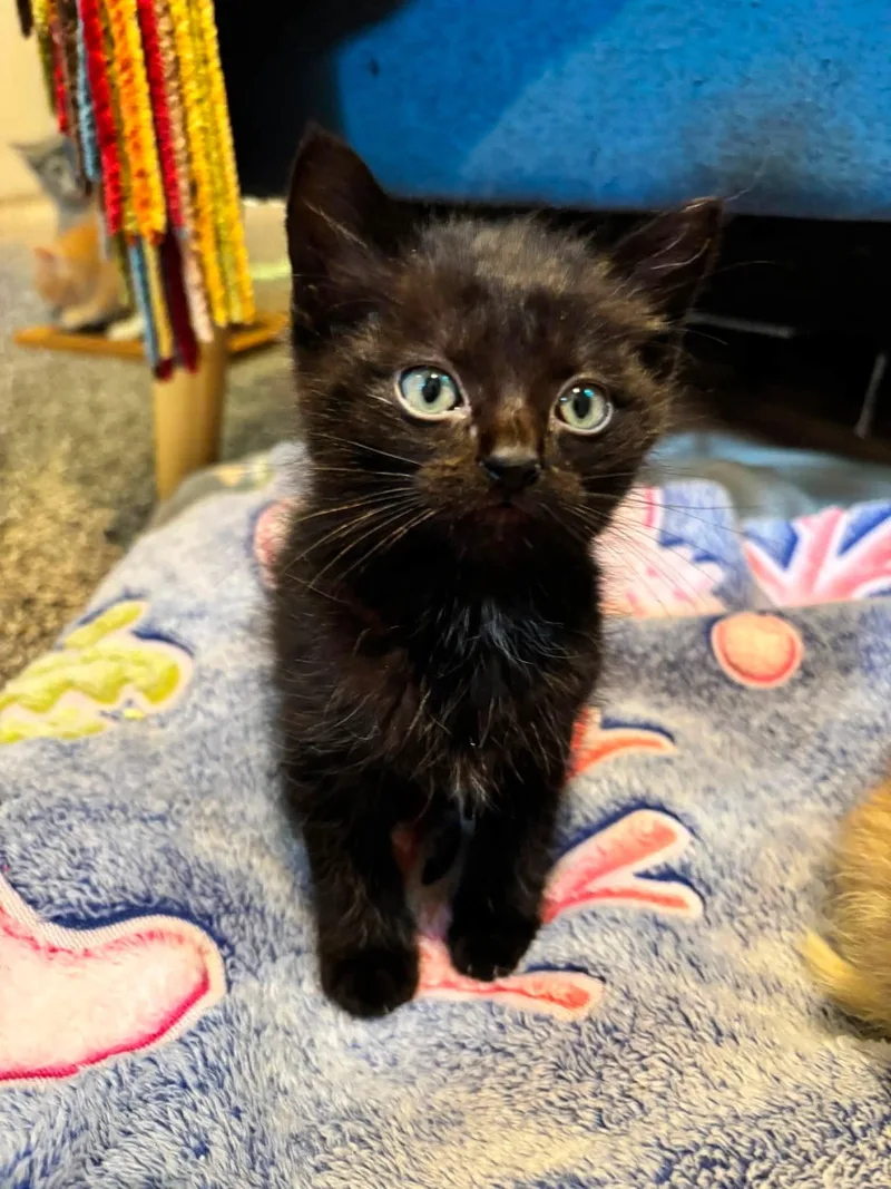A baby medium-sized male Black Domestic Short Hair cat named Midnight for adoption in Omaha, NE