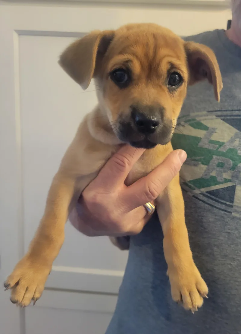 A baby small-sized male Chihuahua dog named Malcolm for adoption in Rocky Mount, NC