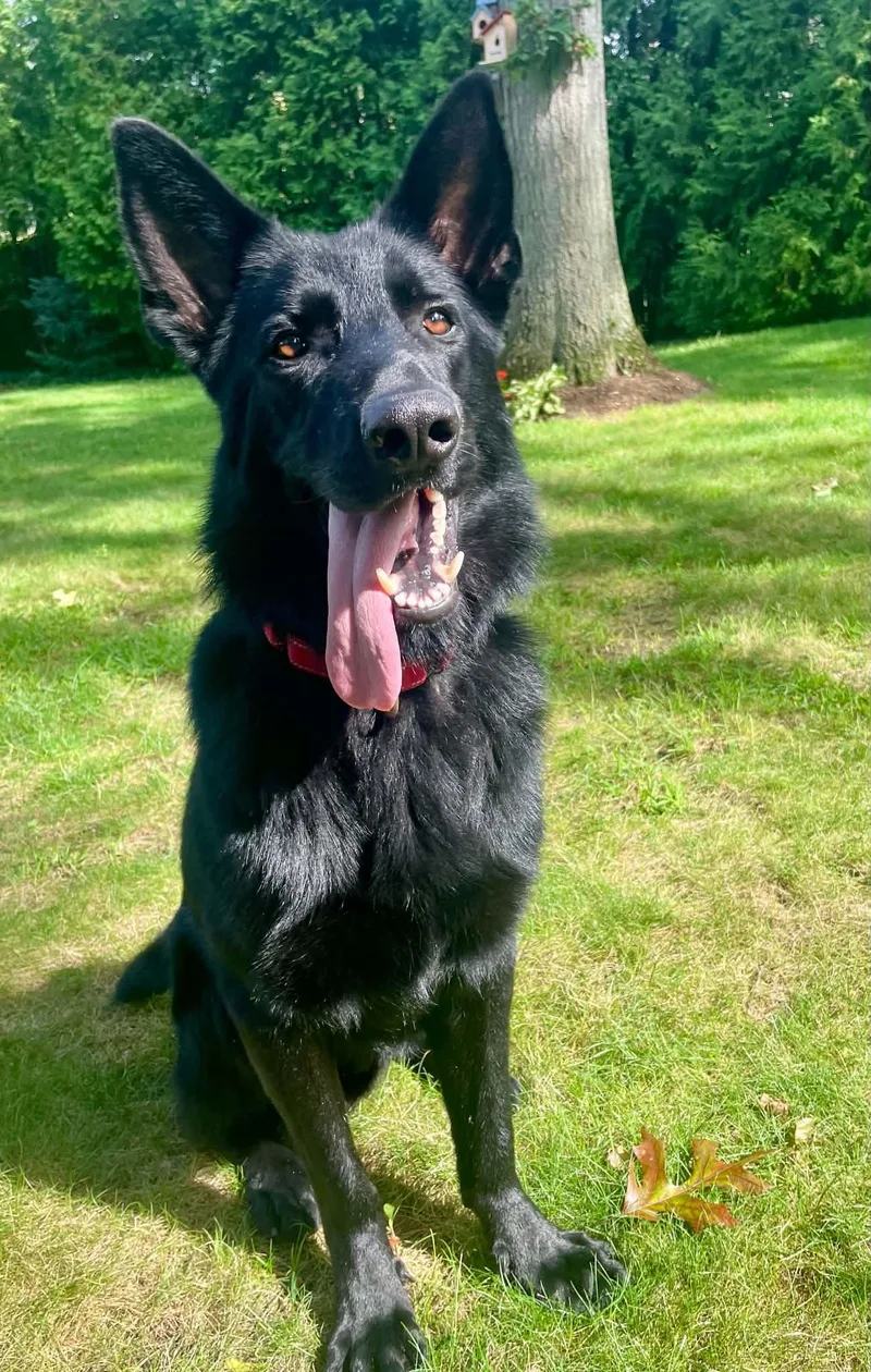 An adult medium-sized male German Shepherd Dog named Asher for adoption in Holbrook, NY