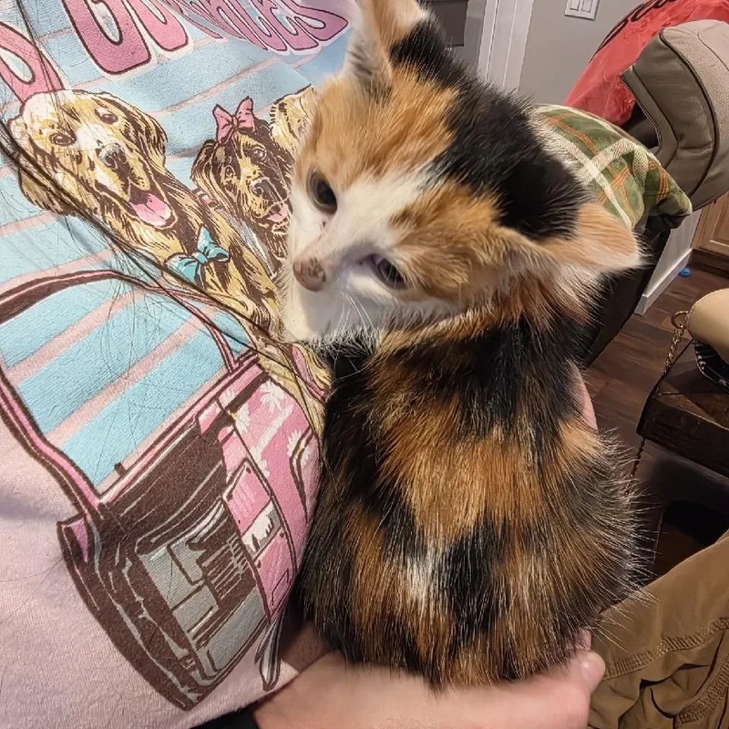 A baby small-sized female Calico Domestic Short Hair cat named Calico Stray for adoption in Maple Falls, WA
