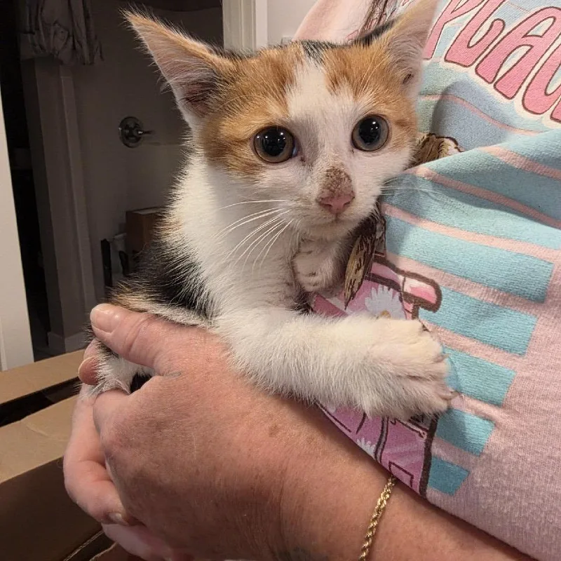 Calico Stray thumbnail 2