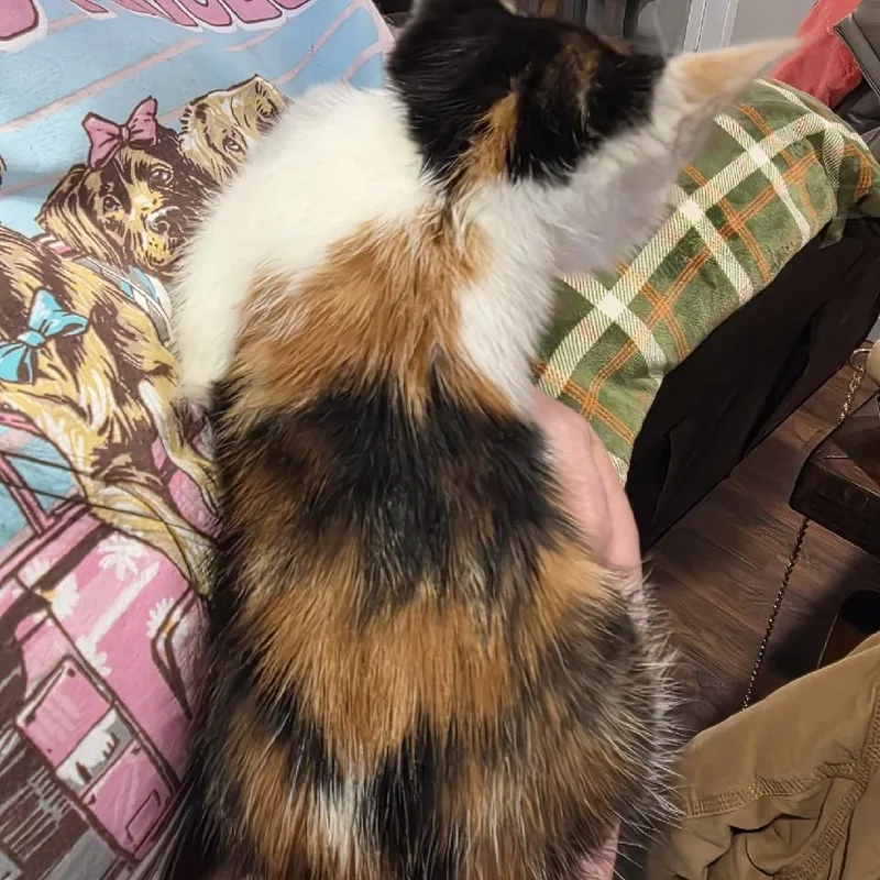 Calico Stray thumbnail 3