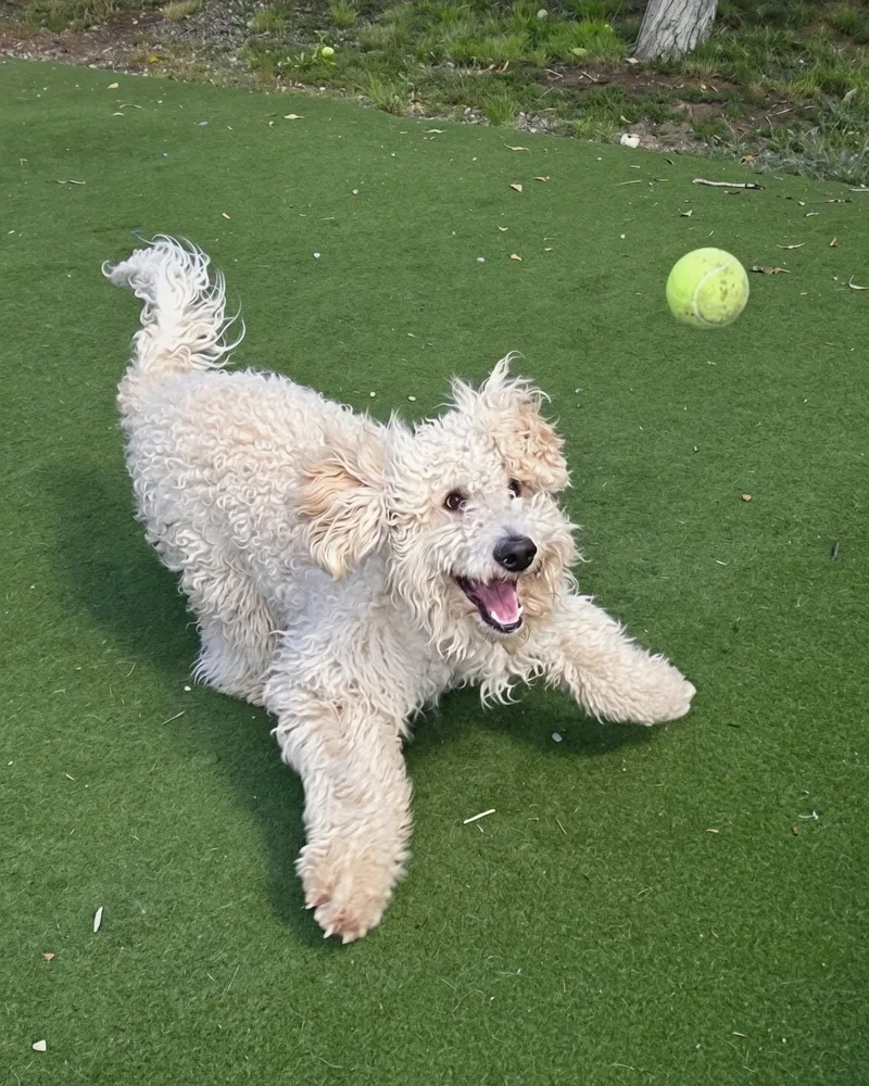 A young medium-sized male White / Cream Goldendoodle dog named Bentley for adoption in Jackson, WY