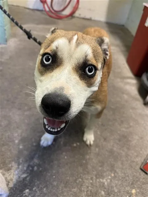 A young medium-sized female Pit Bull Terrier dog named Rubio for adoption in Sacramento, CA