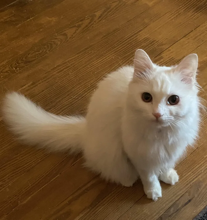 Coco