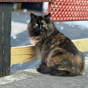 Calypso