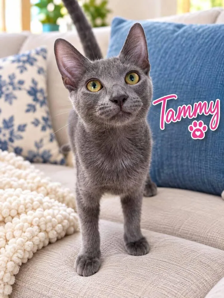 A baby small-sized female Gray / Blue / Silver Domestic Short Hair cat named Tammy for adoption in Hudson, NH