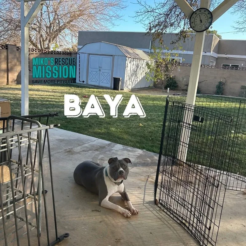 Baya