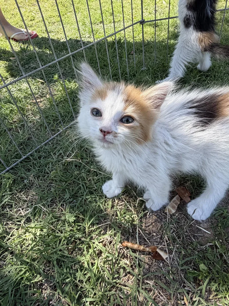 A baby small-sized female Domestic Short Hair cat named Pretzel for adoption in Queen Creek, AZ