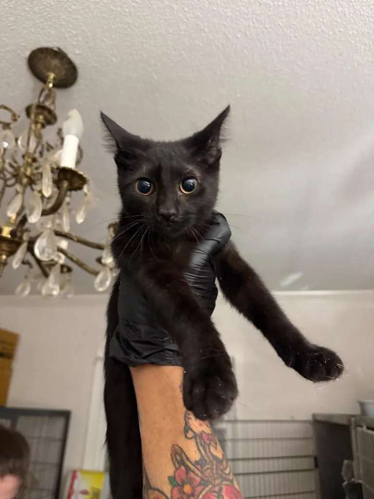 A baby large-sized male Domestic Short Hair cat named Zayne for adoption in warrenville, SC