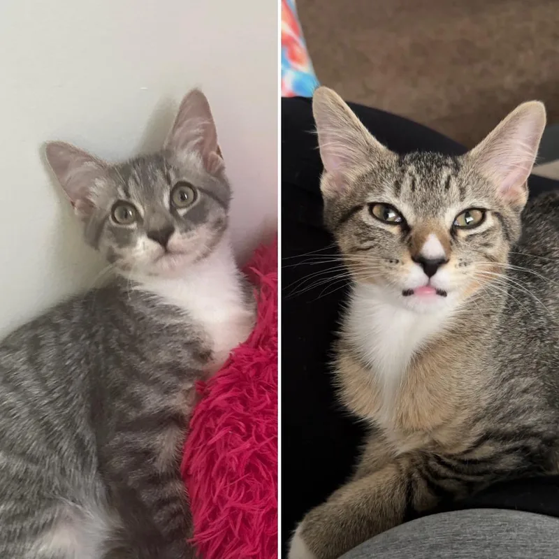 A baby small-sized male Domestic Short Hair cat named Tommy Leonard for adoption in Minneapolis, MN