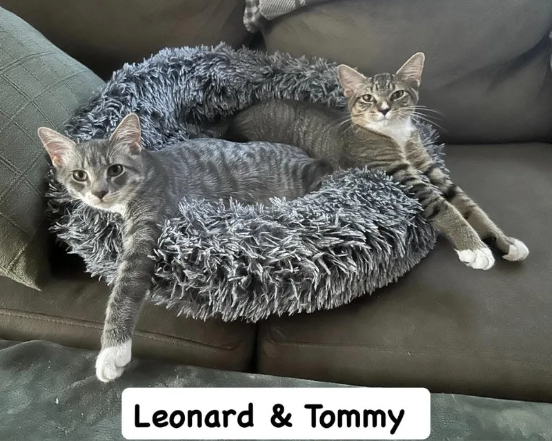 Tommy  Leonard thumbnail 3