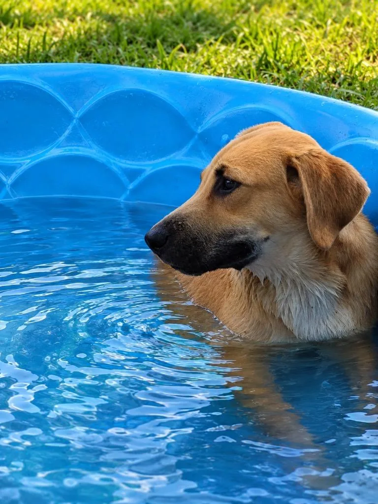 A baby extra large-sized female Labrador Retriever dog named Ginger for adoption in North Syracuse, NY