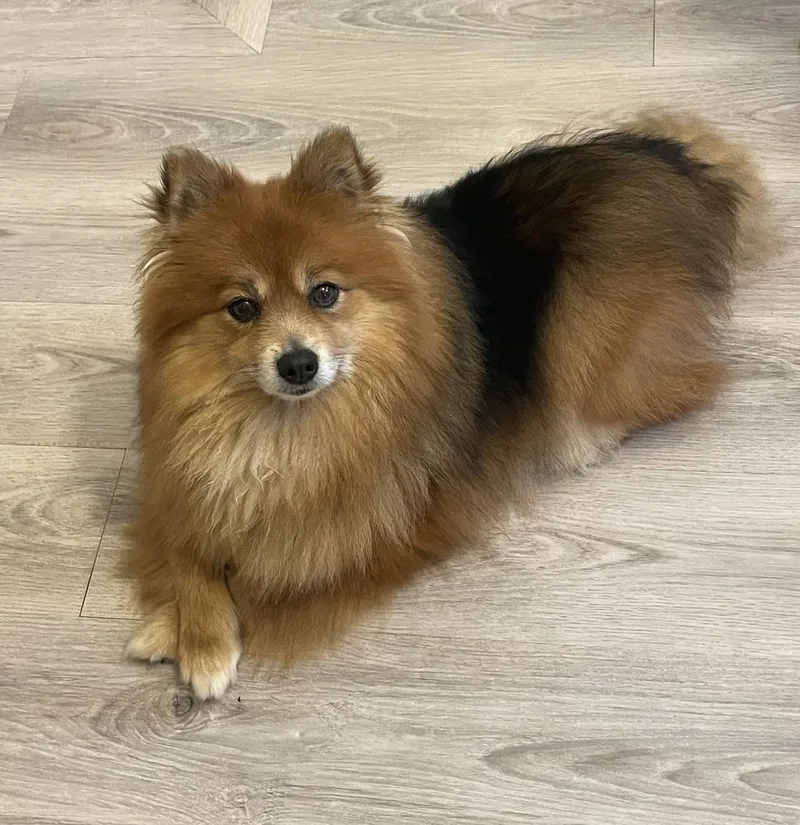 Chow Chow thumbnail 2