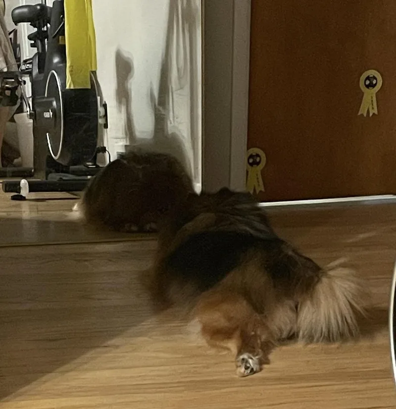 Chow Chow thumbnail 3