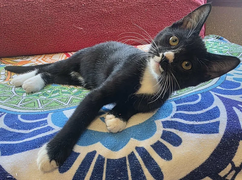A baby large-sized male Black & White / Tuxedo Domestic Short Hair cat named Skip for adoption in SEVILLE, FL