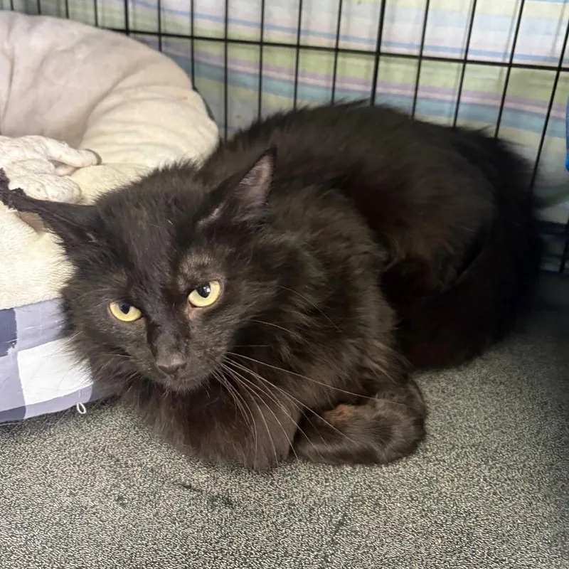An adult medium-sized female Black Domestic Long Hair cat named Violet for adoption in Monroe, MI