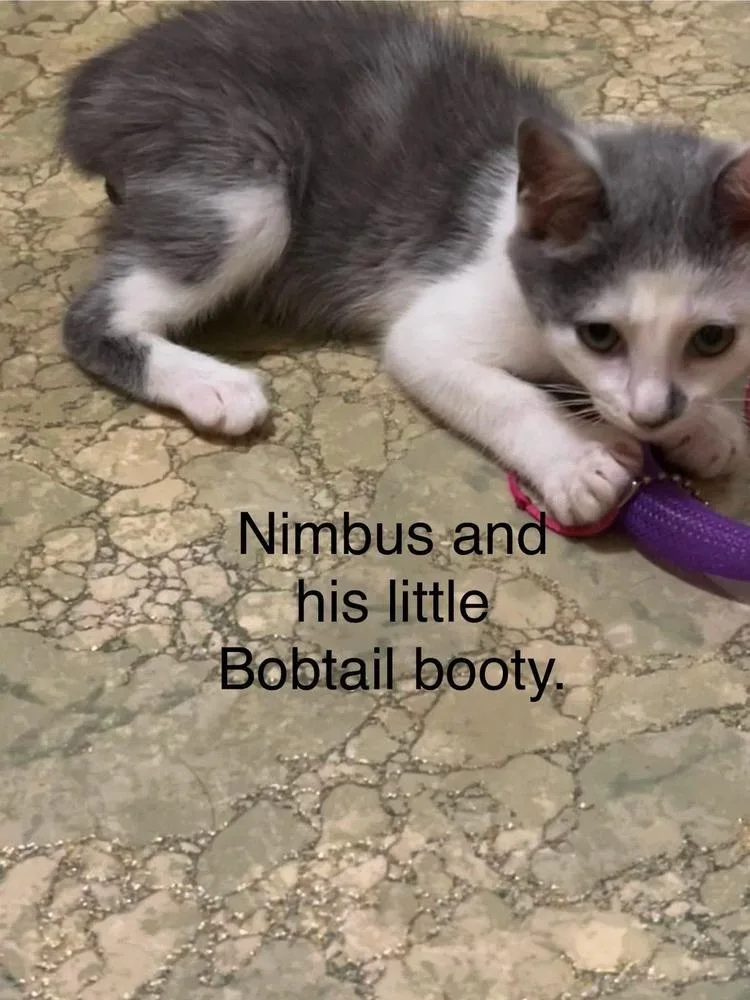Nimbus
