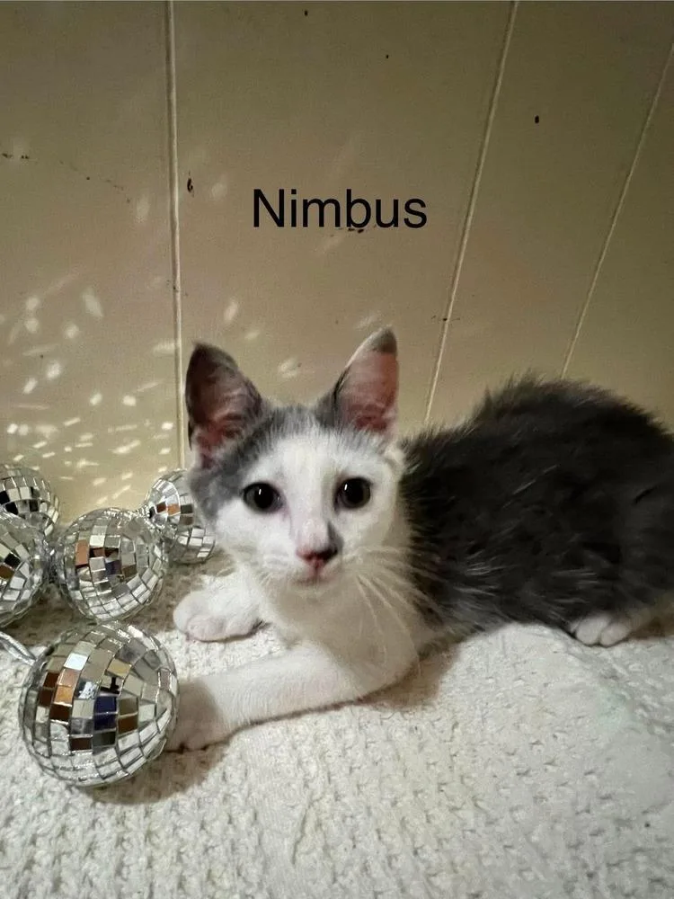 Nimbus thumbnail 2