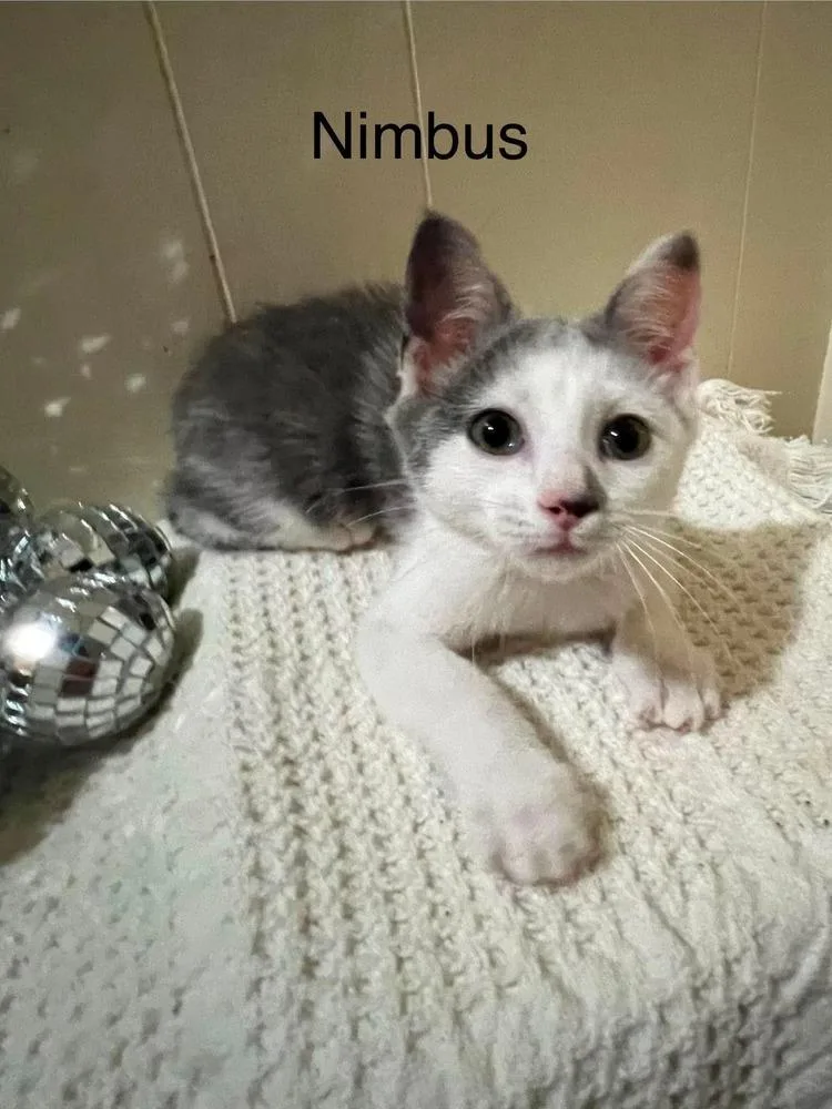 Nimbus thumbnail 4