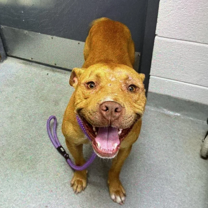 An adult large-sized male Red / Chestnut / Orange Mixed Breed dog named Blue for adoption in Spruce Pine, NC