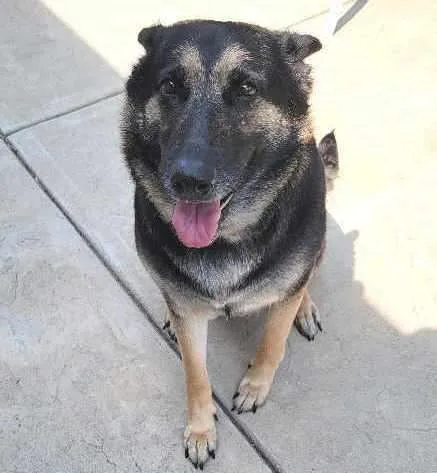An adult large-sized female Black German Shepherd Dog dog named Artemis for adoption in Pleasant Grove, CA