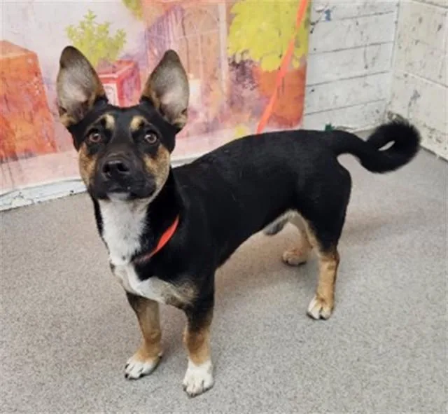 A young small-sized male Cardigan Welsh Corgi dog named Leo for adoption in San Bernardino, CA