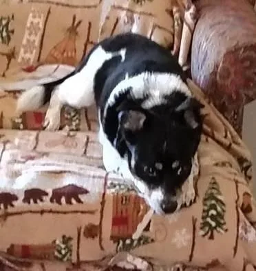An adult small-sized male Black Border Collie dog named Buddy for adoption in Euclid, OH