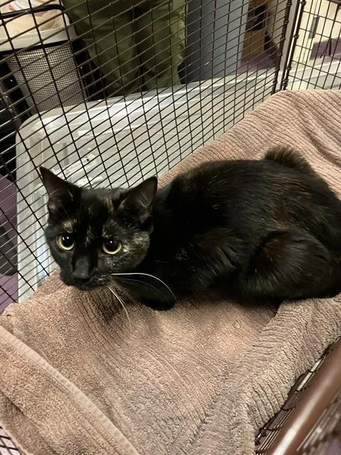 A young medium-sized female Domestic Short Hair cat named Stella for adoption in Long Beach, CA