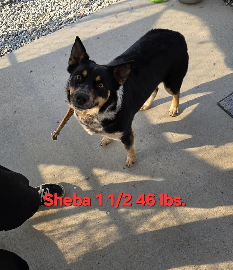Sheba