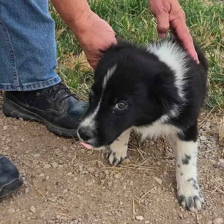 A young medium-sized male Border Collie dog named Uno for adoption in Clyde, TX