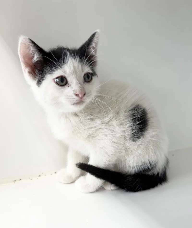 A baby small-sized male Black & White / Tuxedo Domestic Short Hair cat named Bernie for adoption in Rochester, IN