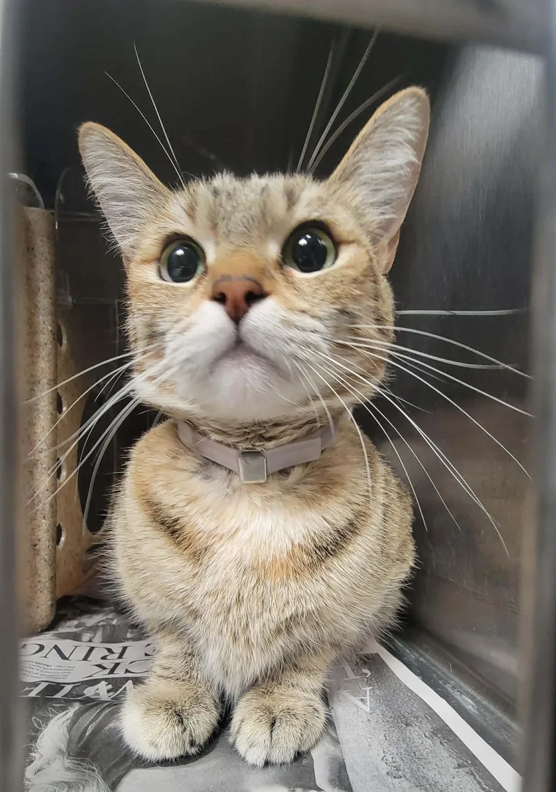 An adult small-sized female Tabby (Gray / Blue / Silver) Tabby cat named Jiji for adoption in Beverly Hills, CA