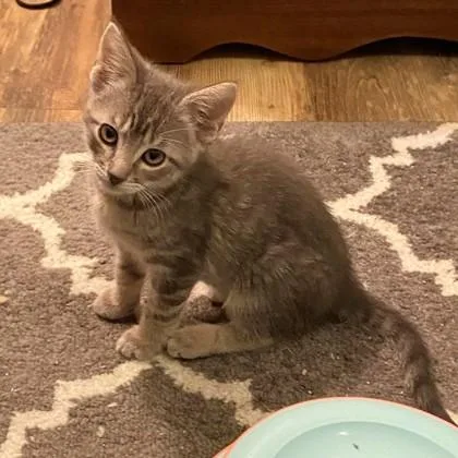 A baby small-sized male Domestic Short Hair cat named Peter Pan for adoption in Wheaton, IL