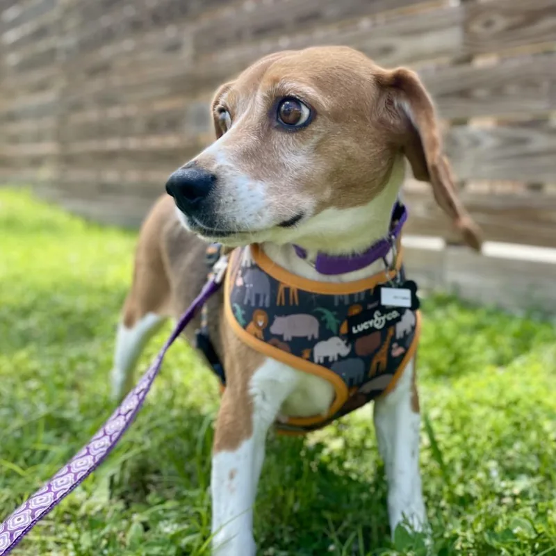 An adult small-sized female Brown / Chocolate Beagle dog named Petunia for adoption in Freeport, FL