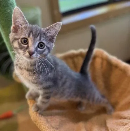 A young small-sized male Gray & White Domestic Short Hair cat named Petrie for adoption in Midland, VA