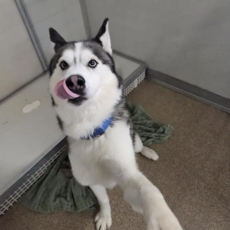 An adult medium-sized male Black Siberian Husky dog named Mystic for adoption in Ballston Spa, NY