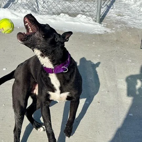 A young medium-sized male Black Pit Bull Terrier dog named Milo for adoption in Matteson, IL