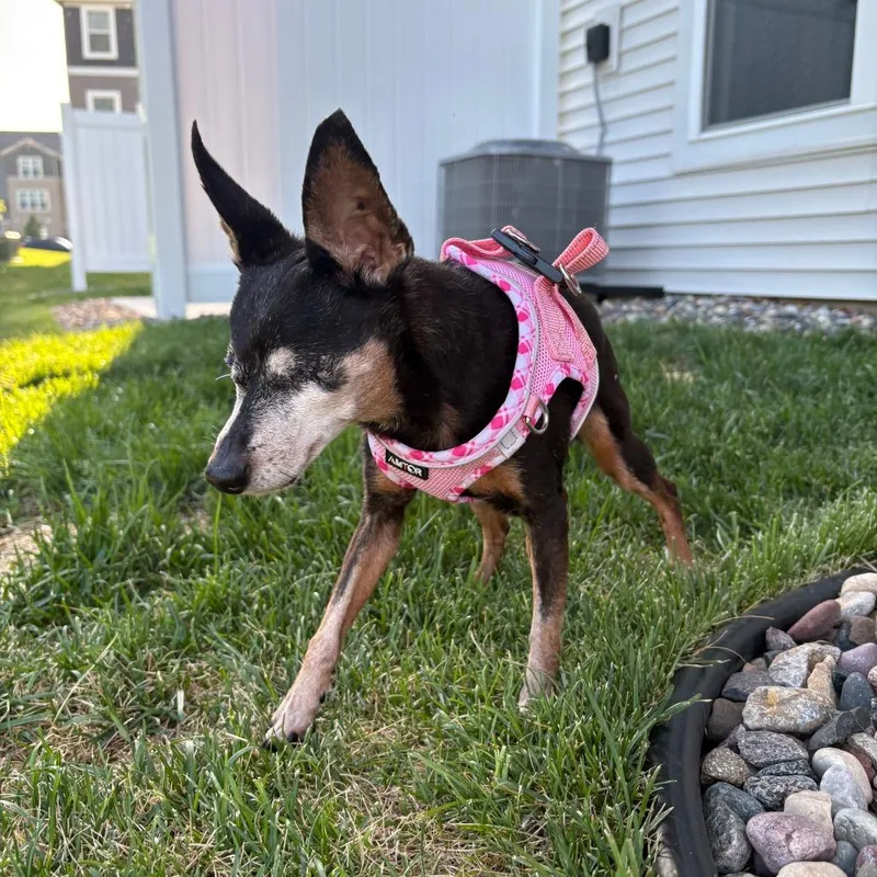 A senior small-sized female Black Miniature Pinscher dog named Willow D for adoption in Princeton, MN