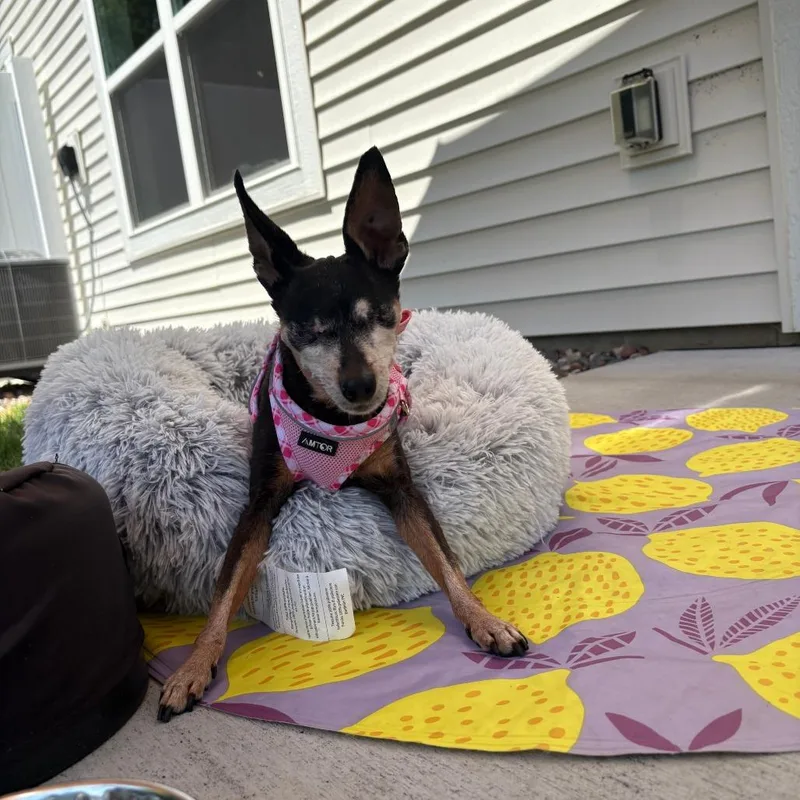 Willow D thumbnail 5