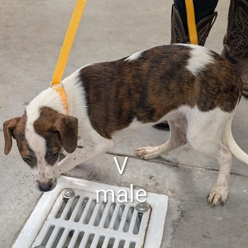 A young small-sized male Black Mixed Breed dog named Victor for adoption in Emporia, KS