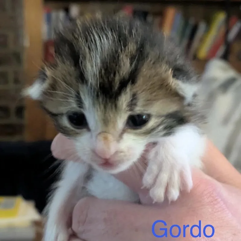 A baby small-sized female Brown / Chocolate Domestic Short Hair cat named Gordo for adoption in Spring Hill, KS