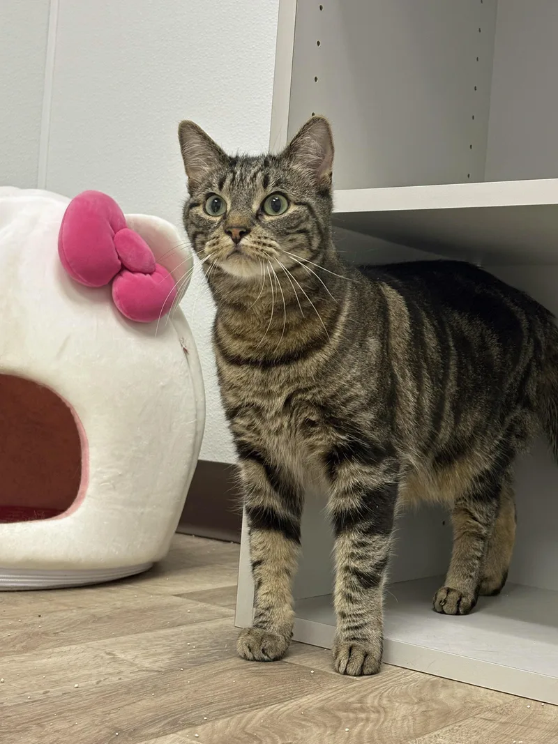 An adult large-sized male Torbie Tabby cat named Triscuit & Ritz for adoption in Albany, NY
