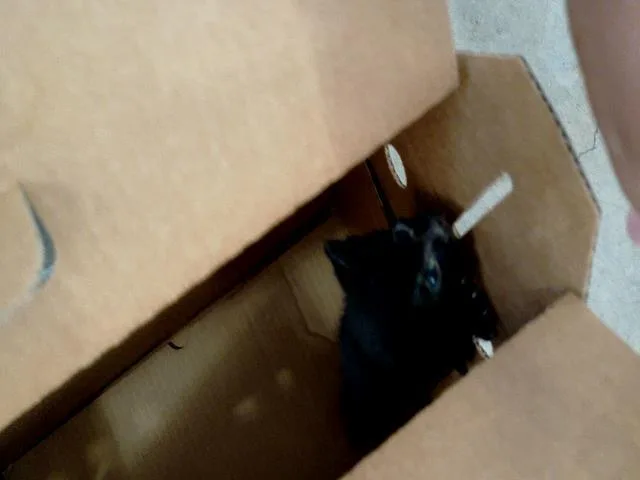 A baby medium-sized male Domestic Long Hair cat named Apple for adoption in Dallas, TX