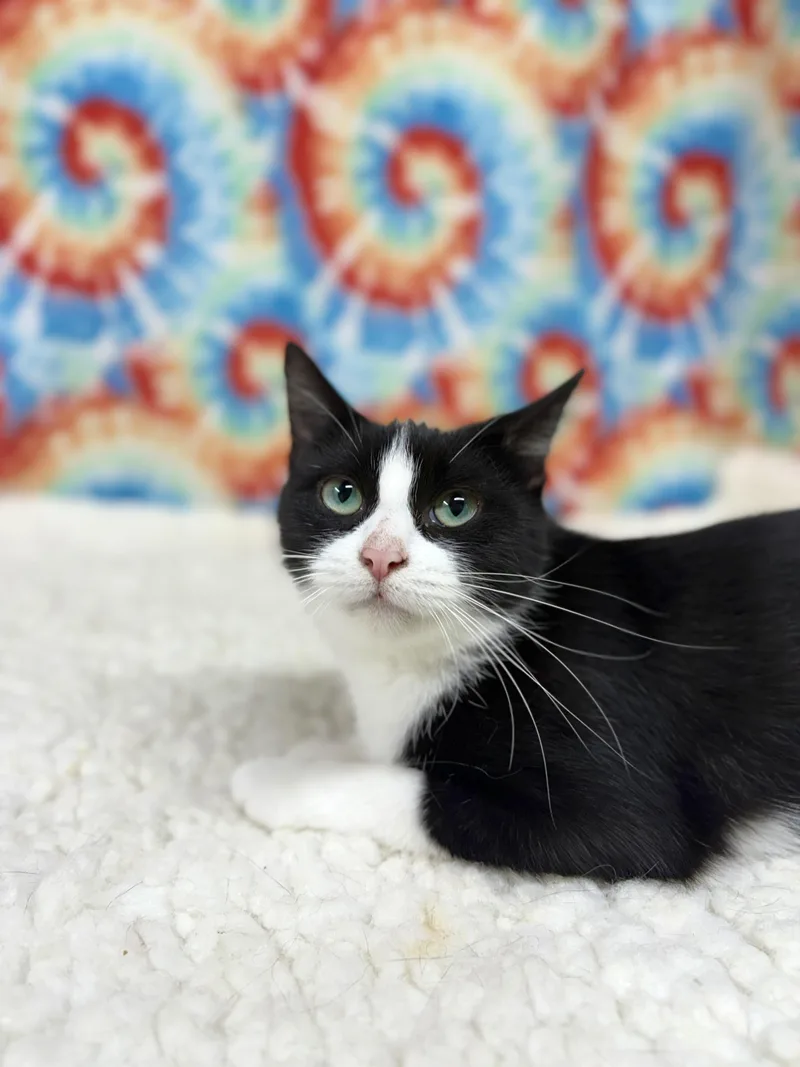 An adult medium-sized female Black & White / Tuxedo Domestic Short Hair cat named Clarabelle for adoption in Upper Sandusky, OH