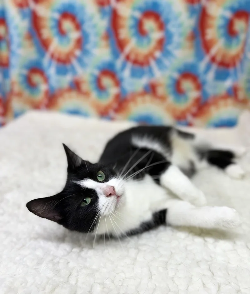 Clarabelle thumbnail 3